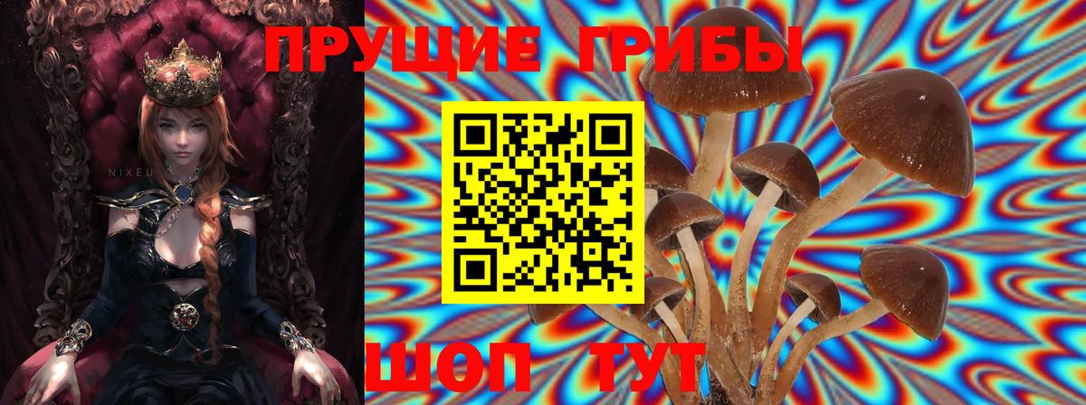 Псилоцибиновые грибы Psilocybine cubensis Новокубанск