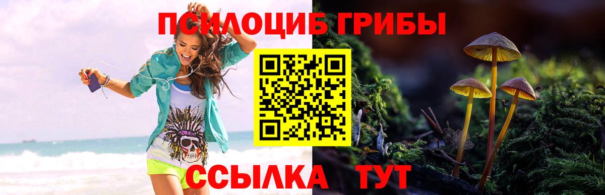 продажа наркотиков  Новокубанск  Галлюциногенные грибы GOLDEN TEACHER 